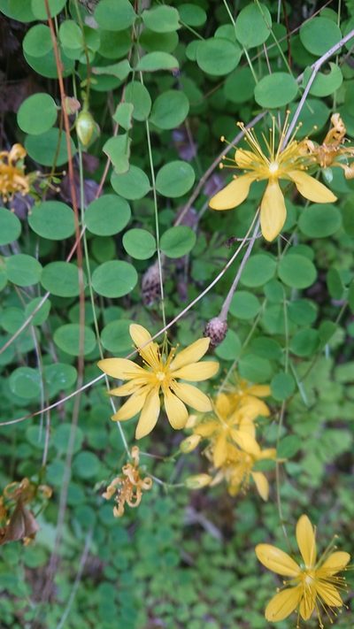 Hypericum nummularium, photographed by Niels Raes
