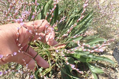 Limonium humile, photographed by Robert H. Wardell