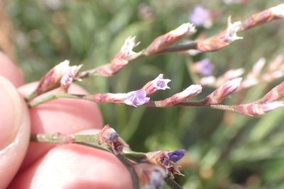 Limonium humile, photographed by Robert H. Wardell