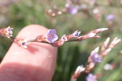 Limonium humile, photographed by Robert H. Wardell