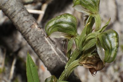 Pterostylis vittata, photographed by Em Lamond