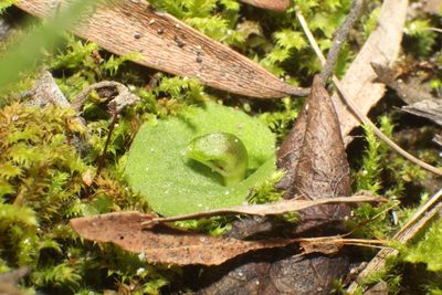 Corybas despectans, photographed by Em Lamond