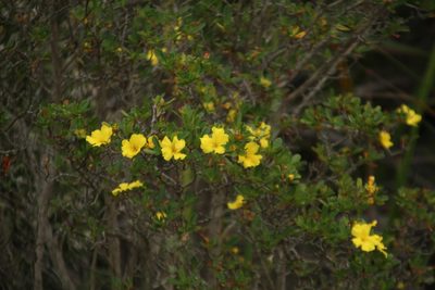 Hibbertia cuneiformis, photographed by Em Lamond