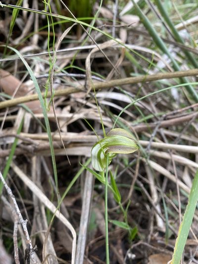 Pterostylis grandiflora, photographed by SJM McFish