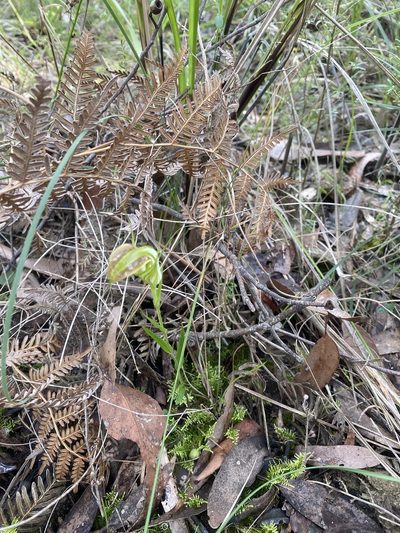 Pterostylis grandiflora, photographed by SJM McFish