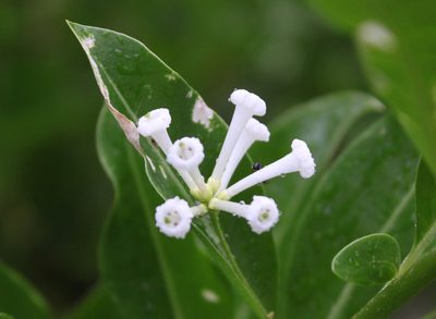 Cestrum diurnum, photographed by Eridan Xharahi