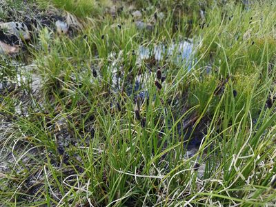 Carex saxatilis, photographed by Jens-Christian Svenning