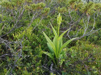 Gentiana purpurea, photographed by Jens-Christian Svenning