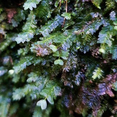 Mesochaete undulata, photographed by Andrew Orme