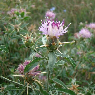 Centaurea iberica, photographed by Юрий Данилевский (Yuriy Danilevsky)