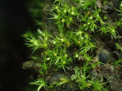Pleuridium nitidum, photographed by George Greiff