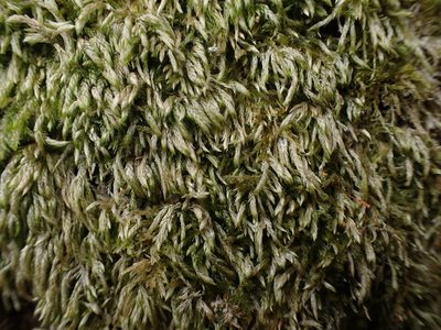 Isothecium alopecuroides, photographed by George Greiff
