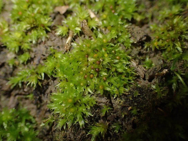 Physcomitrium patens, photographed by George Greiff
