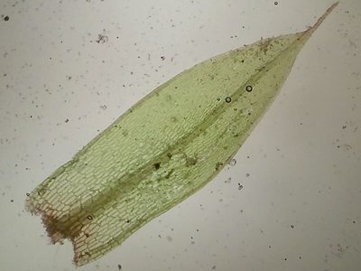 Rosulabryum rubens, photographed by George Greiff