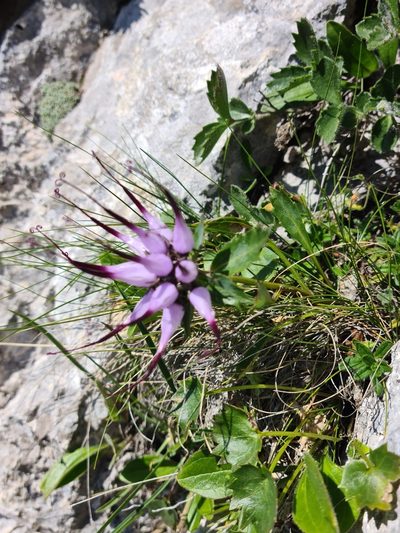 Physoplexis comosa, photographed by Vincenzo Lattanzi