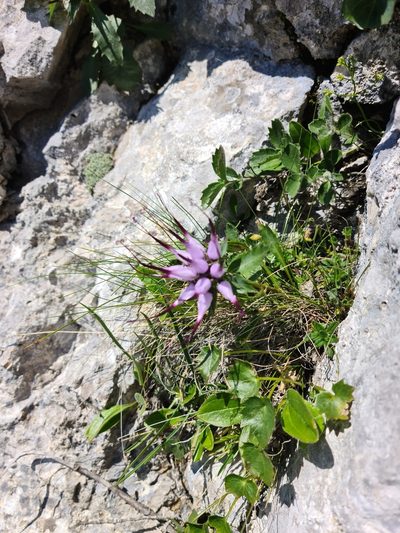 Physoplexis comosa, photographed by Vincenzo Lattanzi