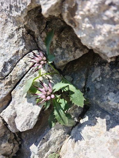 Physoplexis comosa, photographed by Vincenzo Lattanzi