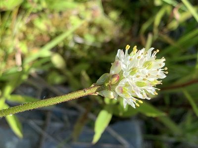 Triantha occidentalis, photographed by Tom Erler