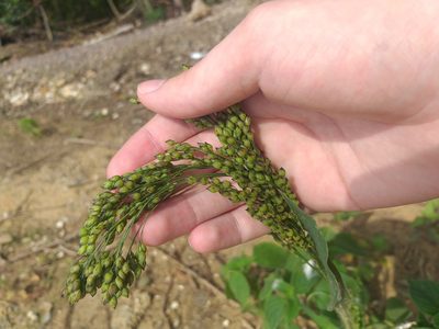 Panicum miliaceum, photographed by Dmitriy Bochkov