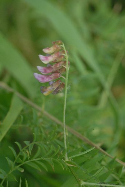 Vicia megalotropis, photographed by Марина Садыкова