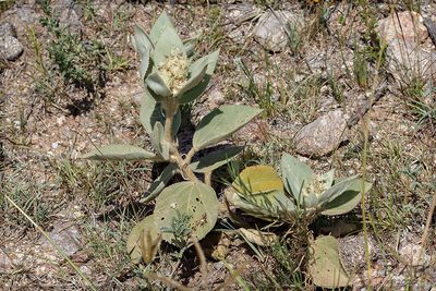 Croton subpannosus, photographed by RAP
