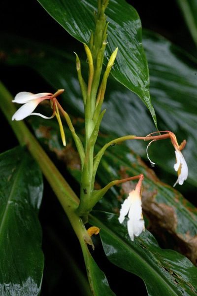 Hedychium spicatum, photographed by Ramnarayan K