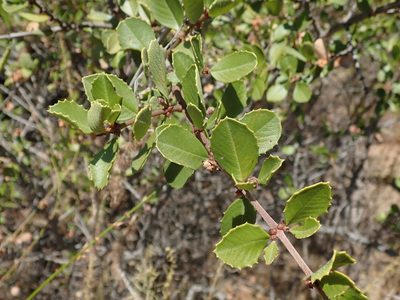 Ceanothus ferrisiae, photographed by joergmlpts