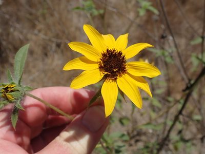 Helianthus exilis, photographed by joergmlpts