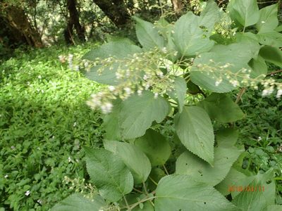 Coleus gibbosus, photographed by Peter Warren