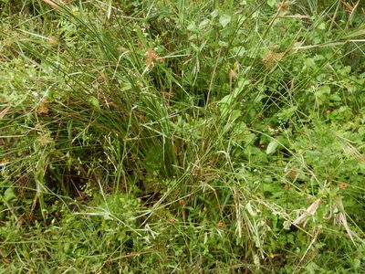 Cyperus sexangularis, photographed by Henry de Lange