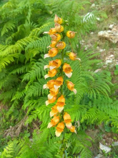 Digitalis laevigata, photographed by Sarah Faulwetter