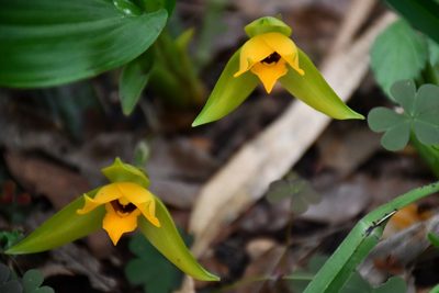 Lycaste cruenta, photographed by Neptalí Ramírez Marcial