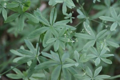 Galium intermedium, photographed by Maxim Shashkov