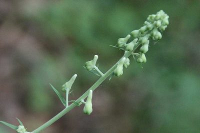 Aconitum lasiostomum, photographed by Maxim Shashkov