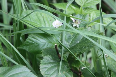 Rubus polonicus, photographed by Maxim Shashkov
