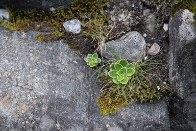 Saxifraga cotyledon, photographed by Charlotte Kirchner