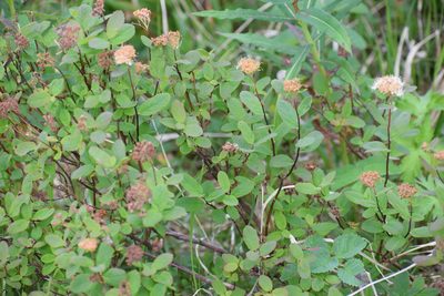 Spiraea stevenii, photographed by Syd Cannings
