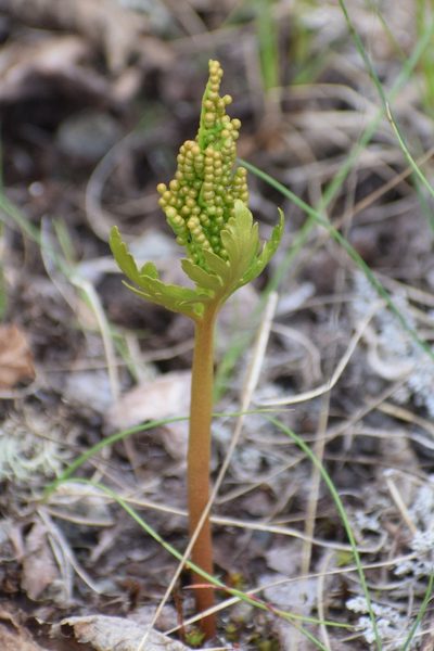 Botrychium rubellum, photographed by Syd Cannings