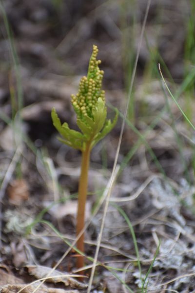 Botrychium rubellum, photographed by Syd Cannings