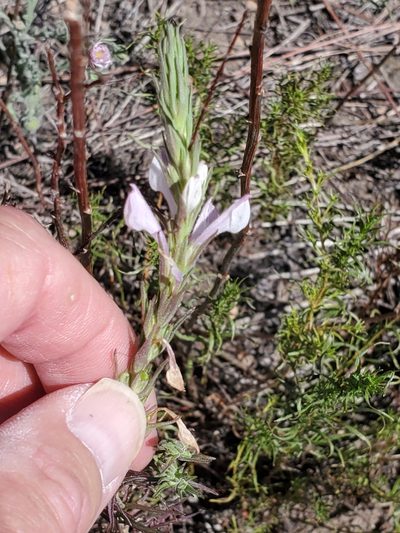 Orthocarpus purpureoalbus, photographed by Craig Martin