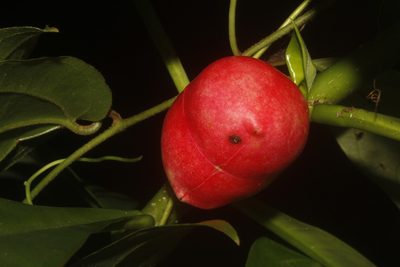 Thevetia ahouai, photographed by Juan Cruzado Cortés