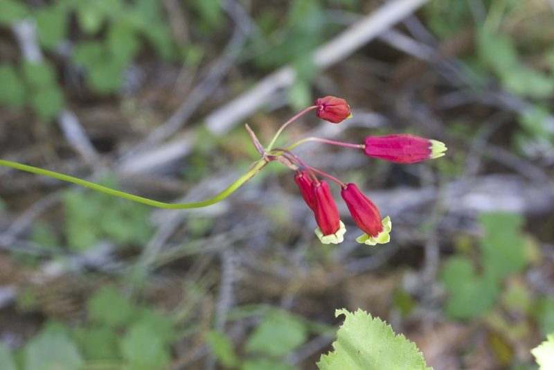 Dichelostemma ida-maia, photographed by John Hibbard