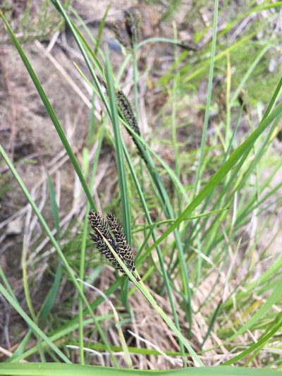 Carex eleusinoides, photographed by Jason Grant