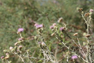 Cirsium mohavense, photographed by Jason Eckberg