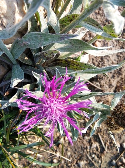 Centaurea uniflora, photographed by Ben Costamagna