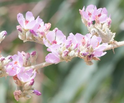 Malacothamnus davidsonii, photographed by Jesse Rorabaugh
