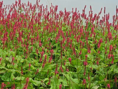 Persicaria amplexicaulis, photographed by Susan Marley