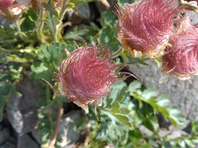 Geum reptans, photographed by Ben Costamagna