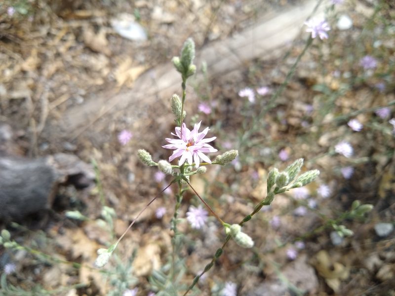Lessingia leptoclada, photographed by Quinn Shemet