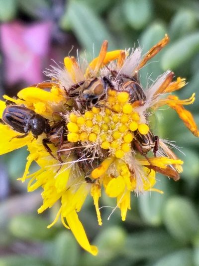 Senecio abbreviatus, photographed by kevin koen
